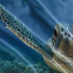 Sea Turtle Duvet Cover Set – Soaring Sea Turtle